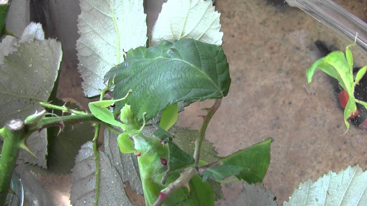 Adult female Phyllium philippinicum leaf insect