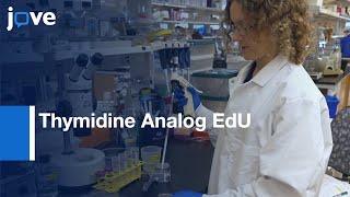 Download Lagu Thymidine Analog EdU used to Analyse Cell Cycle in Germline | Protocol Preview MP3