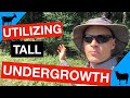 Utilizing Tall Undergrowth