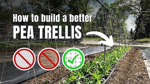 How to Build a Functional Pea Trellis