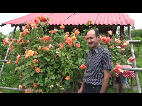 Plante si flori