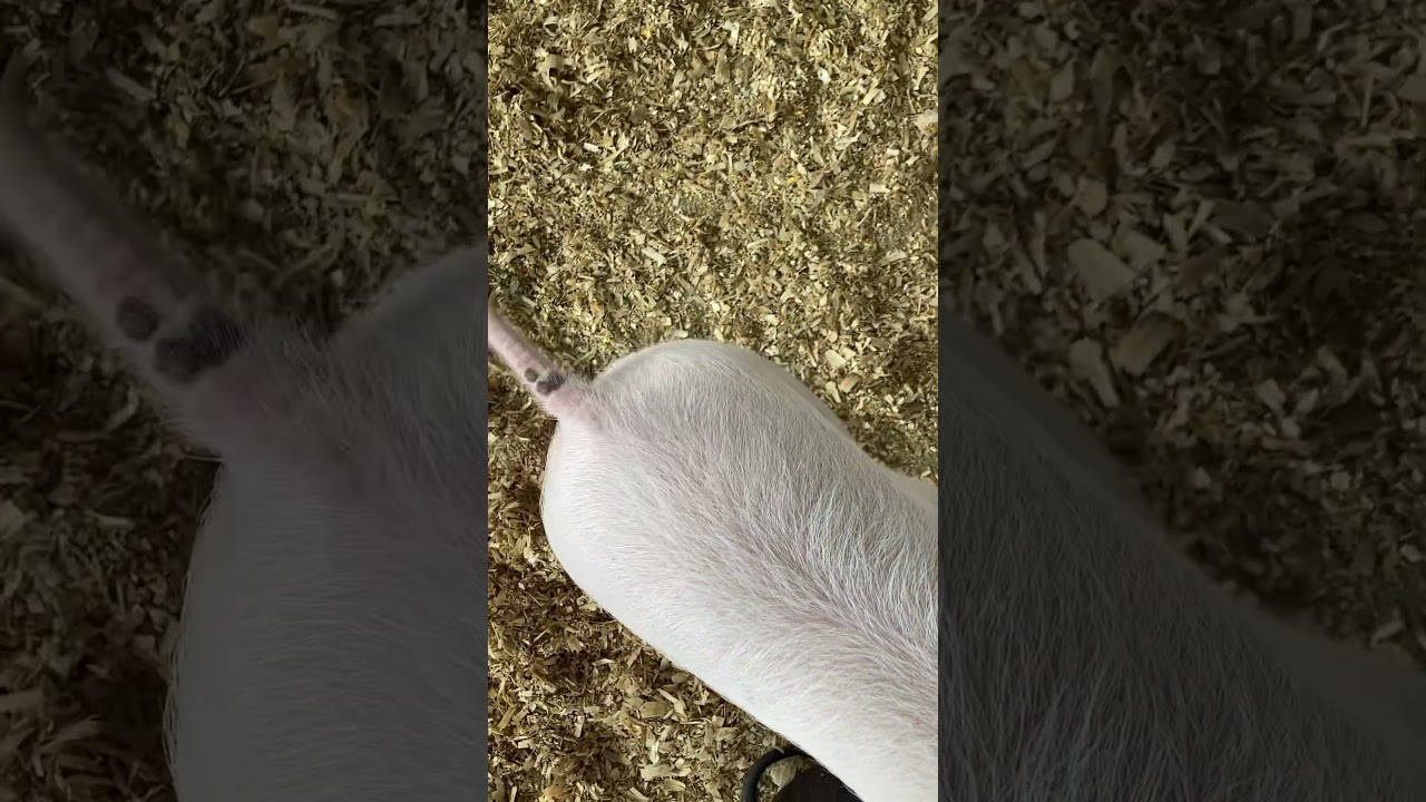 This is what happens when you touch of pigs tail when it’s curled 🐖 ￼