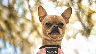 Amazing Dog Tricks By Perry The Chihuahua [1yr} by The Wonder Paws 164 views 4 years ago 2 minutes, 39 seconds