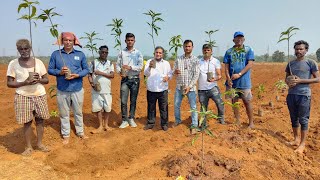 uhdp mango Orchard |Mango plantation started on the farm of Nitish kolinkar ji| |@Indoisraeltech