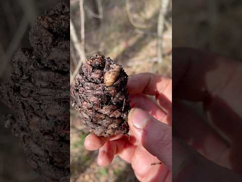 Bianchetto o pinolo?