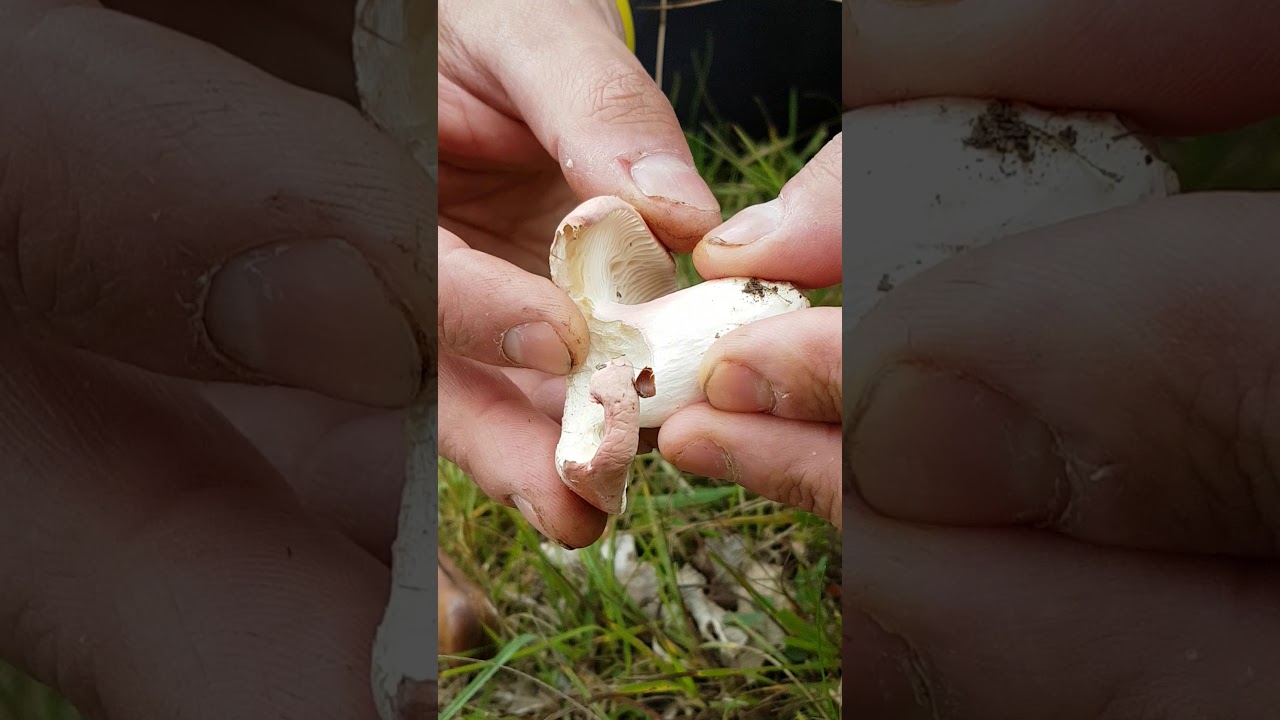 Svamp för alla - Kremlor, Russulaceae