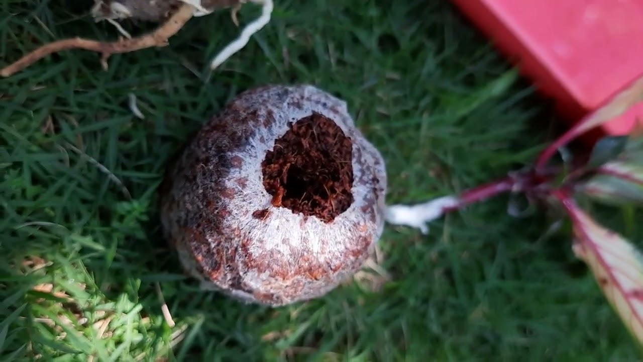 Coco Pellets Coco Disc Coco Plug - YouTube