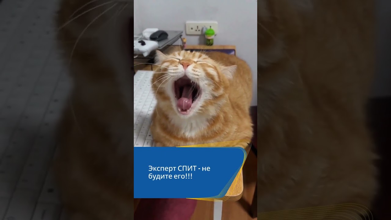 Эксперт СПИТ  — не будите его!!!