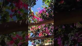 #flores #flowers #jardin #primavera #natureza #love #jardim #nature