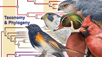 Phylogeny and Taxonomy