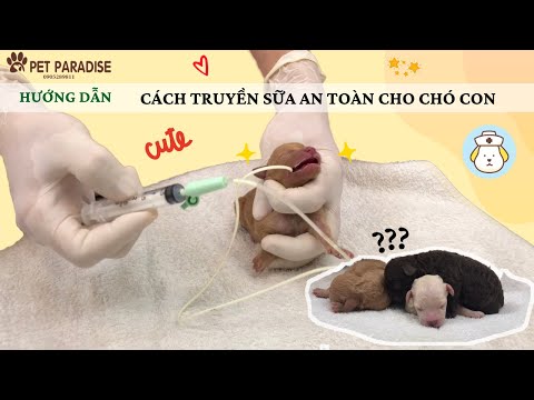 Video: Cách giúp chó sản xuất thêm sữa cho chó con