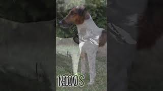 Fox Terriers In The 1900S Vs Now