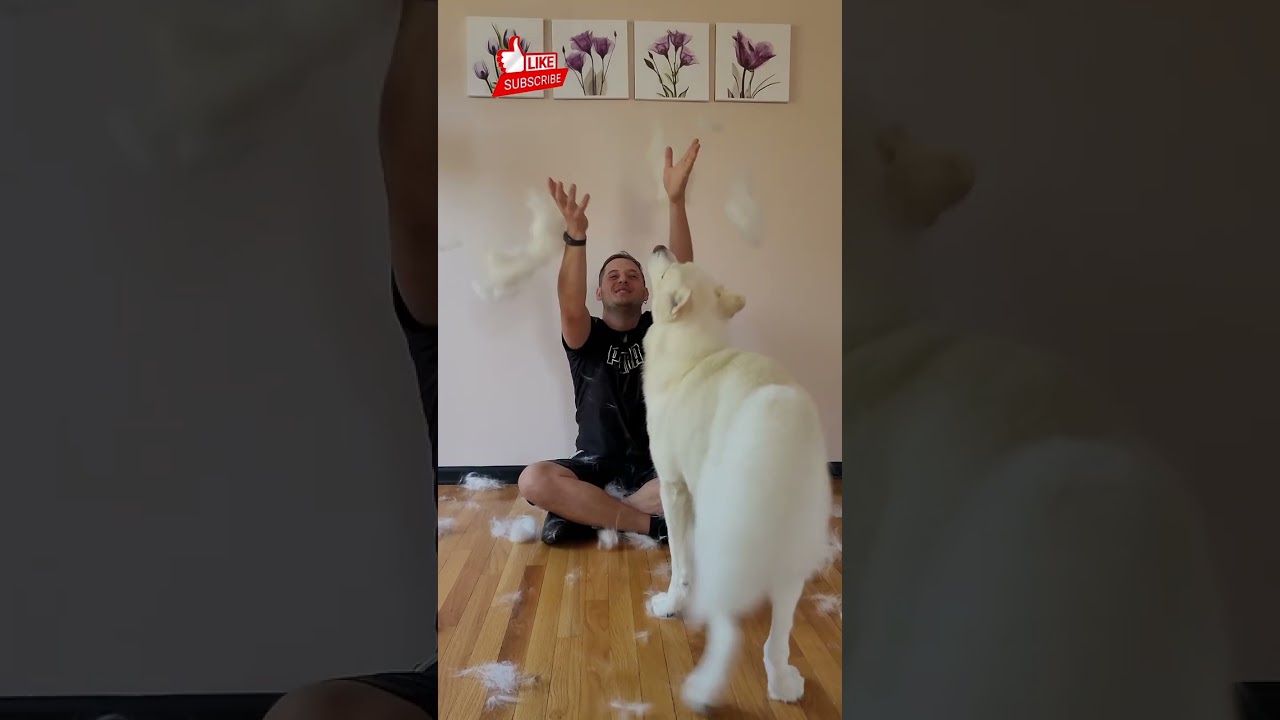 Life with Husky) lol