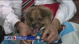 Pet Connection Charlie 12-8-22