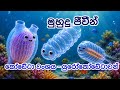 අපූරු යුරෝකෝඩේටා මුහුදු ජීවීන් 🌊🧬 | Urochordata Sea Creatures for Kids | Sa Ra Brainy Kids TV