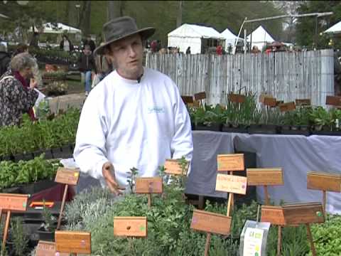 Vidéo: Conseils pour faire pousser des plantes d'herbes d'absinthe