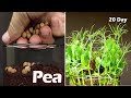 Growing Pea From Seeds - Time lapse #greentimelapse #gtl #timelapse