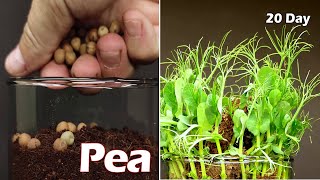 Growing Pea From Seeds - Time lapse #greentimelapse #gtl #timelapse