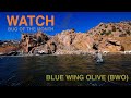 Bug of the month  blue wing olives with juan ramirez trout