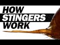 Venom Injection: How Ant Stingers Work!