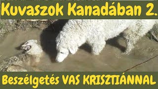 Kuvaszok Kanadában  Hogyan tovább?  Beszélgetés Vas Krisztiánnal, a Kanadai Kuvasz Klub elnökével!