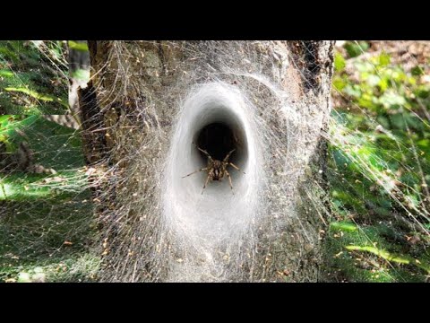 Vídeo: As aranhas caçadoras fazem teias?