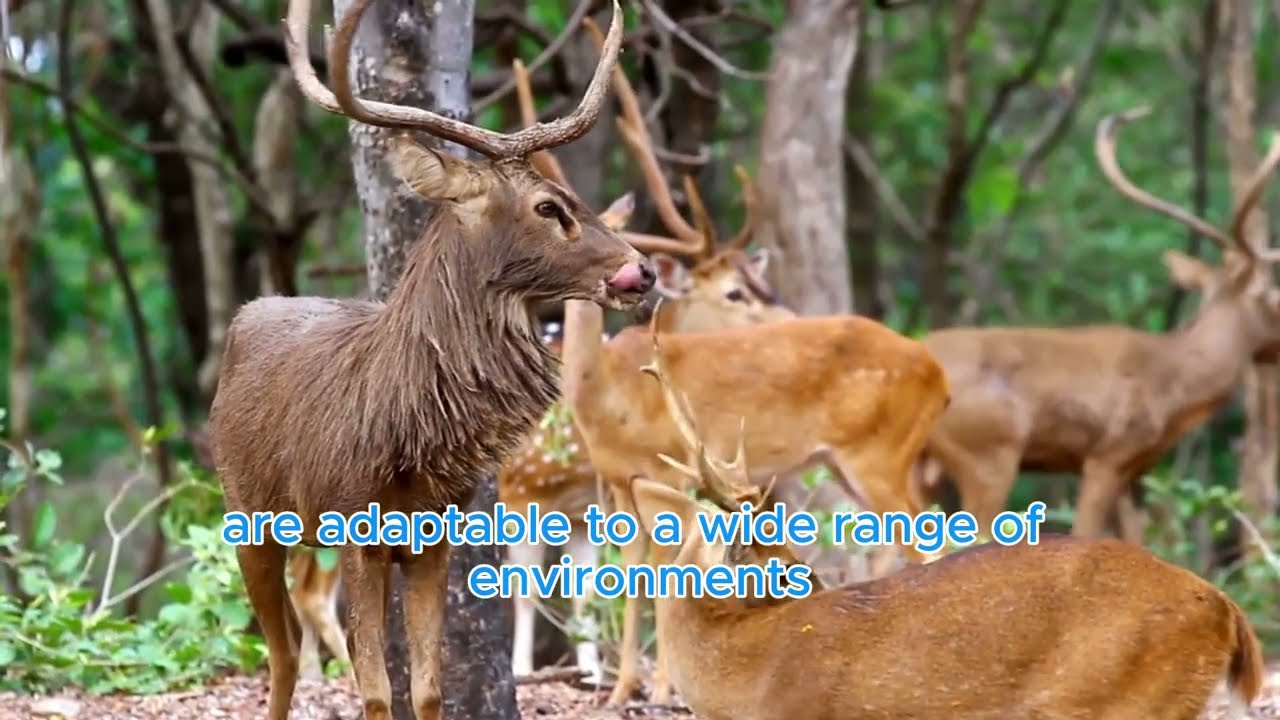 All About Roe Deer: The Fascinating Life of Europe's Most Elusive Deer
