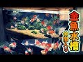 【金魚】東錦とオランダを仲間入り！120㎝水槽飼育