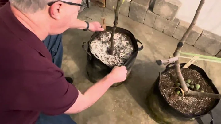 Fig Trees wake up from winter dormancy