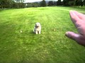 Seiben Dog: The Send Away Part 2 Seiben Dog: The Send Away Part 2