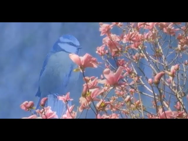 Guarda "Visiteur" - Claude Nougaro su YouTube Guarda "Visiteur" - Claude Nougaro su YouTube