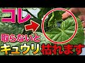 【たった5分】キュウリの収穫量を底上げするために今すぐやって欲しい作業