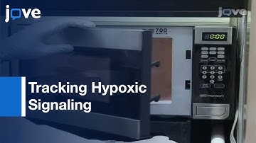 Tracking Hypoxic Signaling Within Encapsulated Cell Aggregates l Protocol Preview