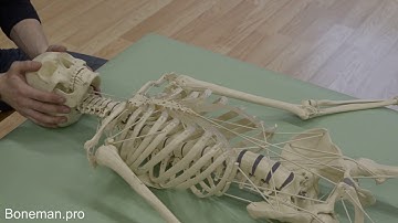 Movement of the head, TMJ and chest on the functional skeleton model | BONEMAN.pro