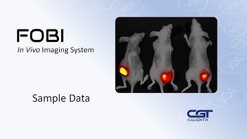 InVivo Imaging System FOBI sample data