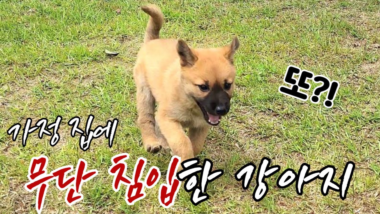 라이브 방송 중 처음 보는 강아지가 집 안으로 들어오면 생기는 일