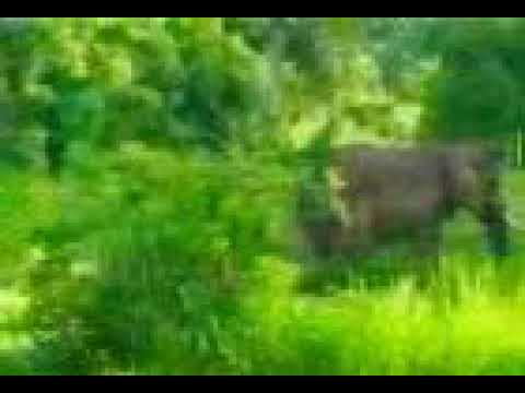 Historia Ya Baadhi Ya Wanyama Tembo Kiboko Twiga