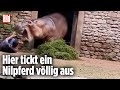 Kampf um Leben und Tod: Nilpferd stürzt sich auf Tierpfleger
