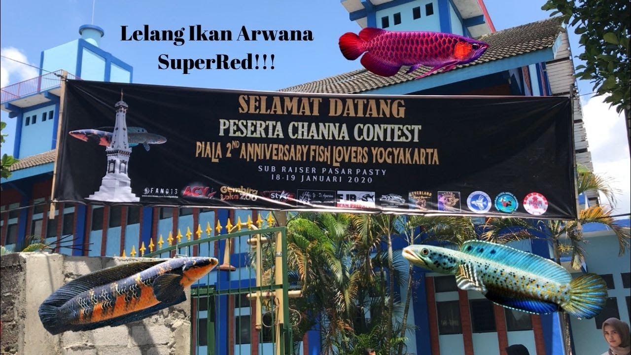  27 Channa Contest piala  2nd Anniversary Fish lover 