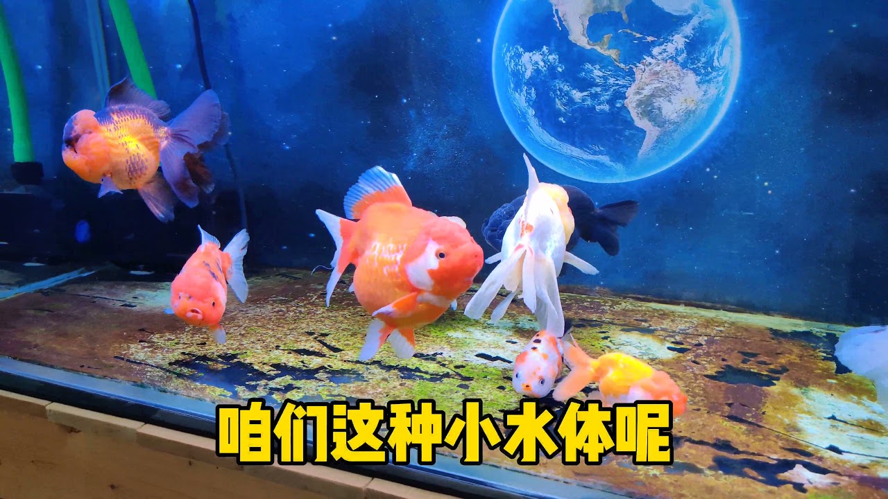 告别烦人的观赏鱼虫鳃和寄生虫 资深鱼友的鱼缸杀虫攻略 Youtube