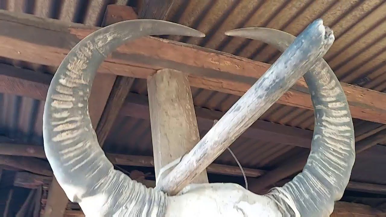 Unusual  Animals  Horns & Huge Head Preserved  By our Ancestors