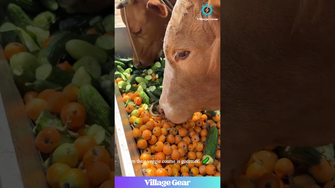 Cow's Fruit Buffet Looks AMAZING! 🍉 I'm Jealous! 😂 