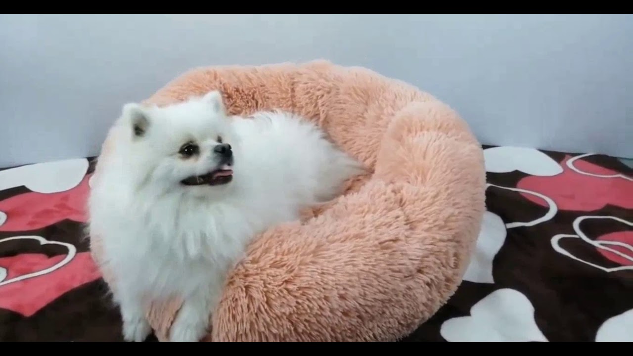 The Best Calming and Anxiety Easing Pet Bed YouTube