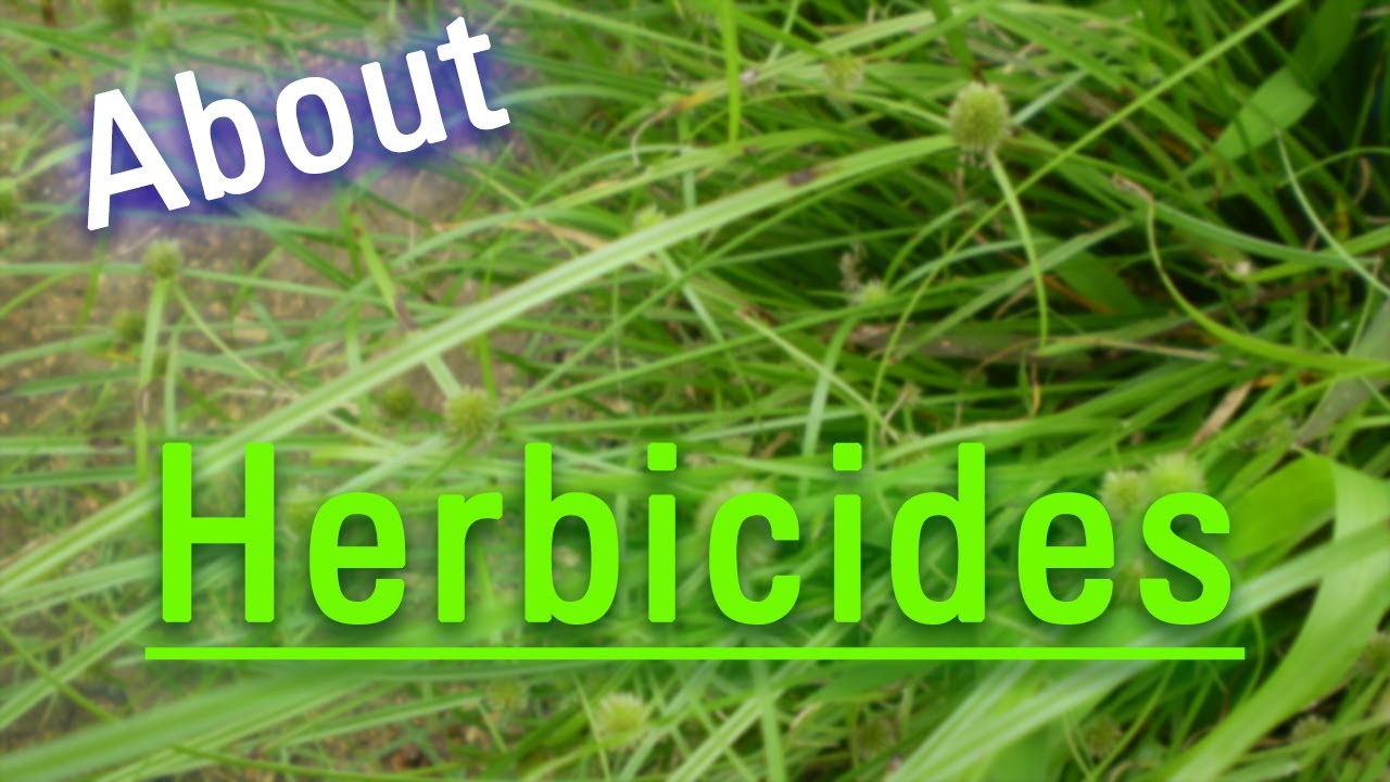 How to Say Herbicides in English? | What are Herbicides? | How Do Herbicides Look?