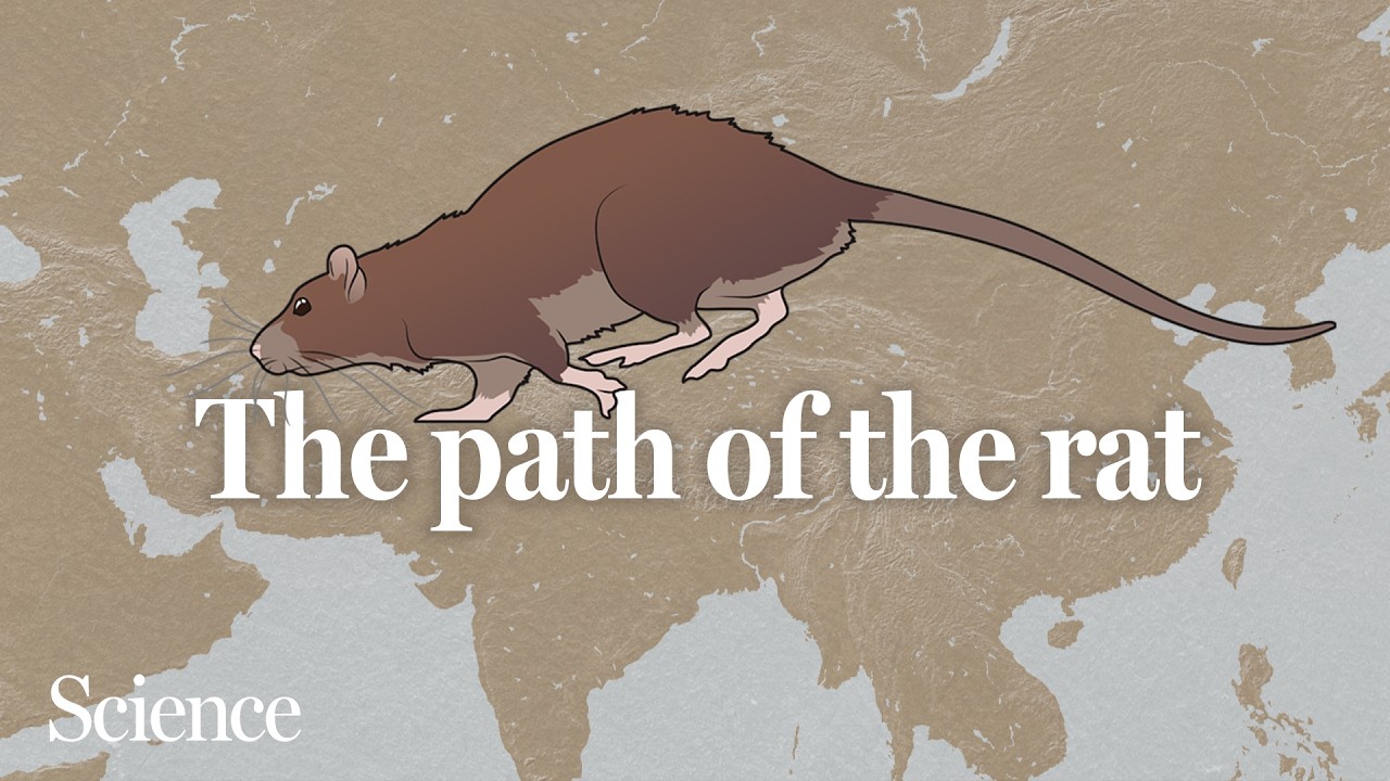 Rats followed us all over the world, but where are they from?