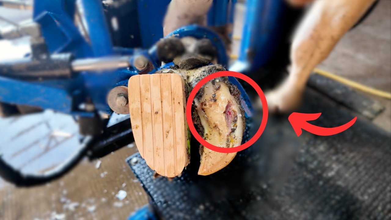 WOW this cow NEEDS her hoof FIXED!!