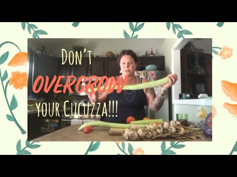 Vídeo: Què és Cucuzza Squash - Informació sobre com cultivar Cucuzza Squash