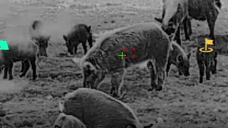 Non Stop Hog Hunting Action with the NEW DNT Optics HYDRA LRF