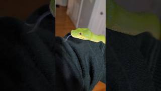 Celebrity Decimus the green tree PYTHON is a sweet boy who is looking AMAZING after a fresh shed. 🐍 Profile