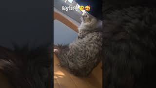 my baby 😇#sadiyakekhane #shortsviral #cats